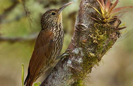 Spot-crowned Woodcreeper 