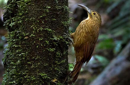 Strong-billed Woodcreeper 