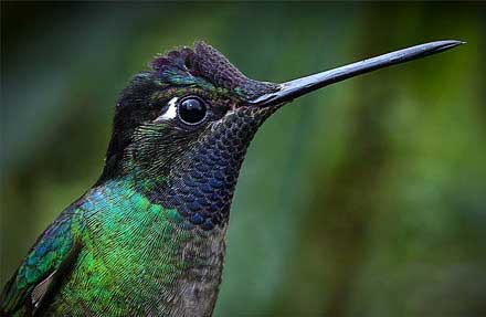 Talamanca Hummingbird [Antes Magnificent]