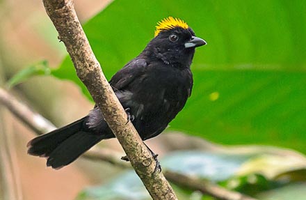 Tawny-crested Tanager 