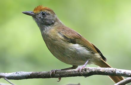 Tawny-crowned Greenlet 