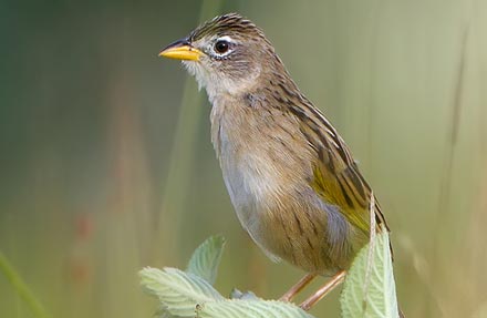 Wedge-tailed Grass-Finch 