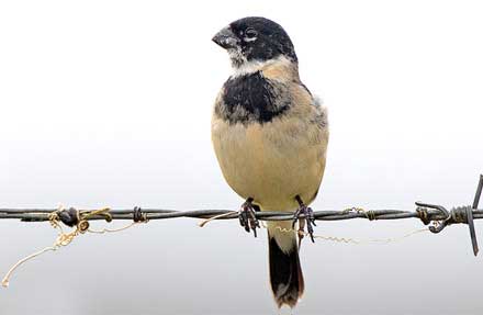 White-collared Seedeater 