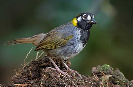 White-eared Ground-Sparrow 