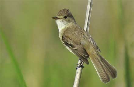 White-throated Flycatcher 
