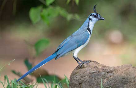 White-throated Magpie-Jay 