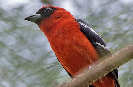 White-winged Tanager 
