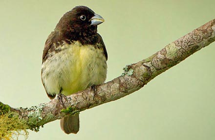 Yellow-bellied Seedeater 