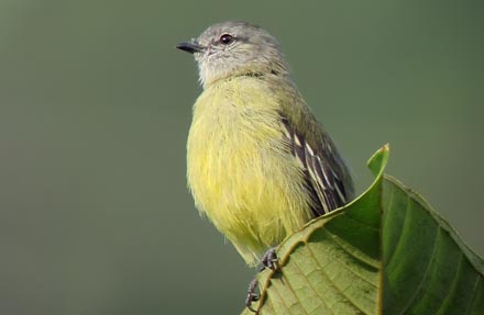 Yellow-crowned Tyrannulet 