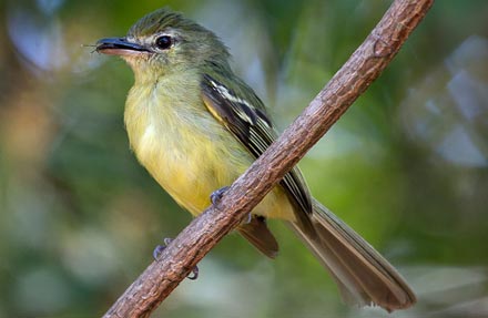 Yellow-winged Flatbill antes [Yellow-winged Flycatcher]