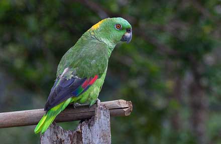 Yellow-naped Parrot 