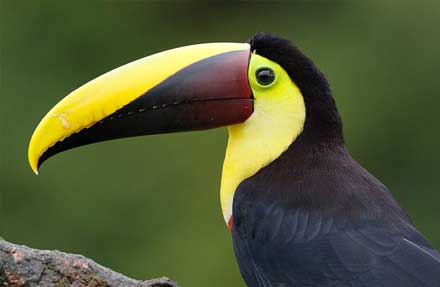 Yellow-throated Toucan antes [Black-mandibled Toucan]