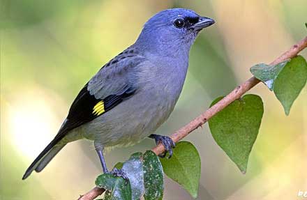 Yellow-winged Tanager 