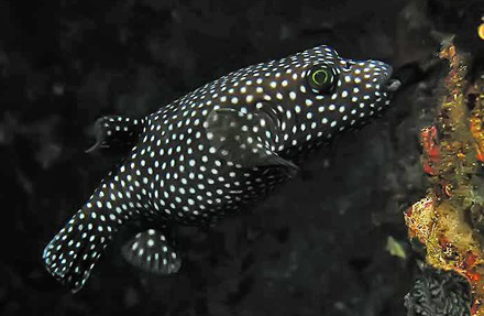 Guineafowl Puffer 