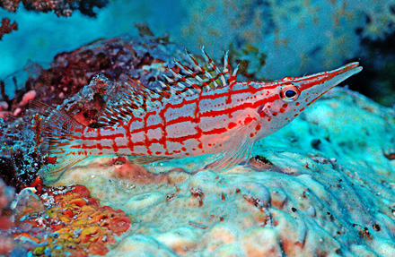 Longnose Hawkfish 