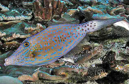 Scrawled Filefish 