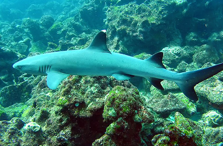 Whitetip Reef Shark 