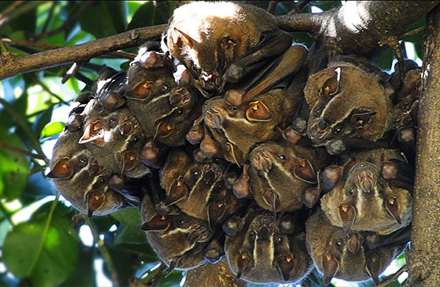 Jamaican Fruit-Eating Bat 