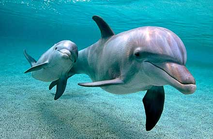 Bottlenosed dolphin 