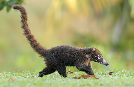 Coati 