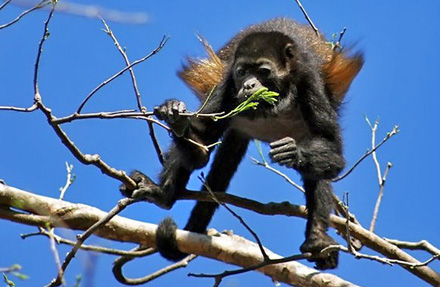 Howler Monkey 