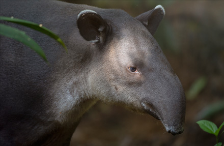 Tapir 