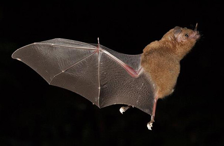 Long-tongued Bat