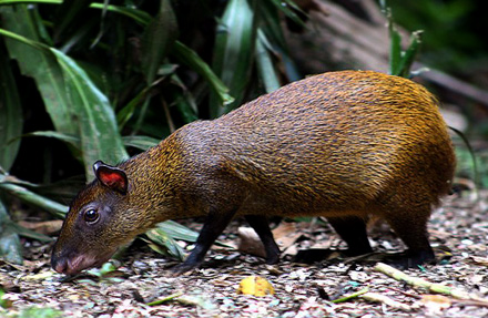 Agouti 