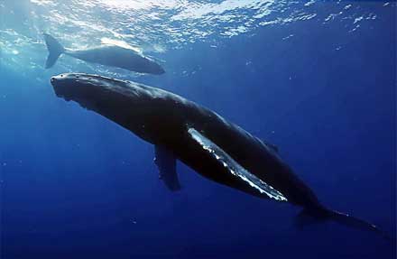 Humpback Whale 