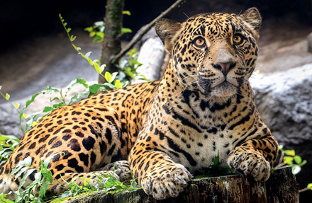 Jaguar 