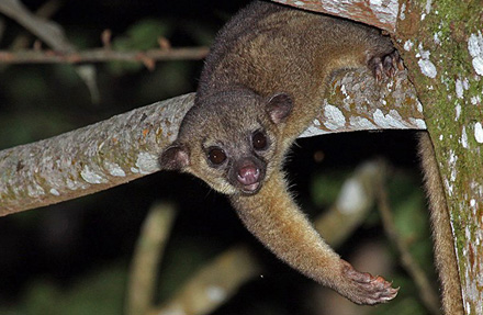 Kinkajou 