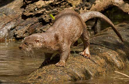 Neotropical River Otter 