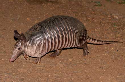 Nine-Banded Armadillo 