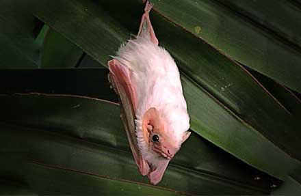 Northern Ghost Bat 