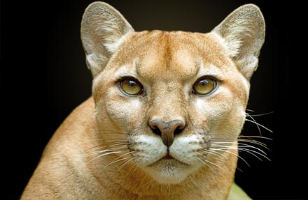 Cougar 