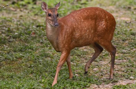 Red Brocket Deer 