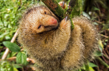 Silky anteater 