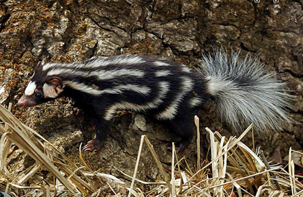 Southern Spotted Skunk