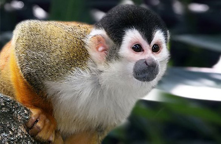 Squirrel Monkey 