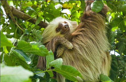 Two-toed sloth 