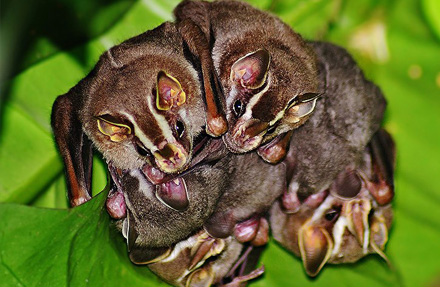 Striped Yellow-Eared bat 