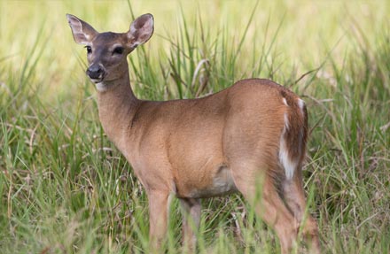 White Tailed Deer 