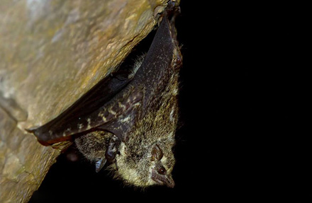 Proboscis Bat 