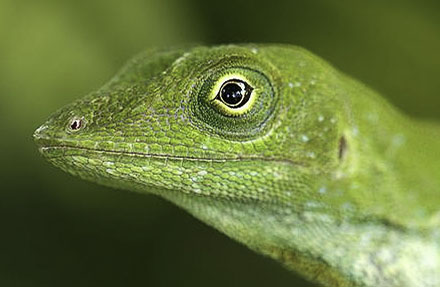 Anole Lizard 