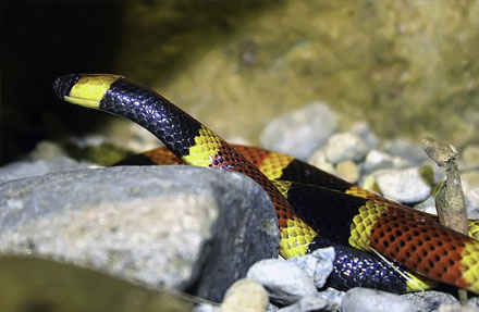 Central American Coralsnake 