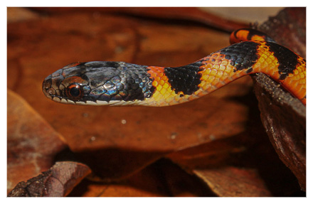 Fire-Bellied Snake 