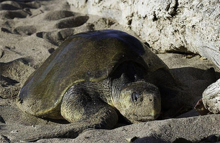Olive Ridley Sea Turtle 