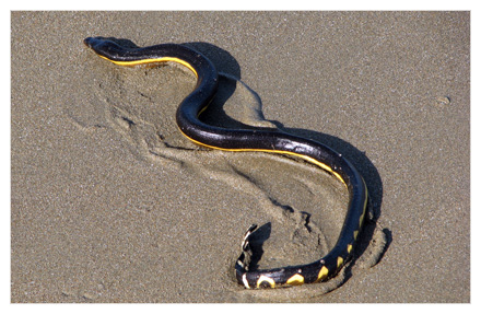 Pelagic Sea Snake 