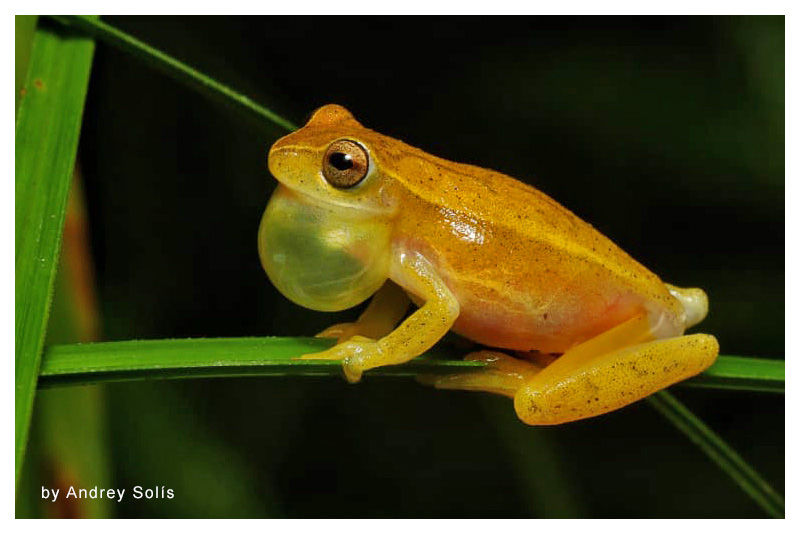 Dendropsophus microcephalus