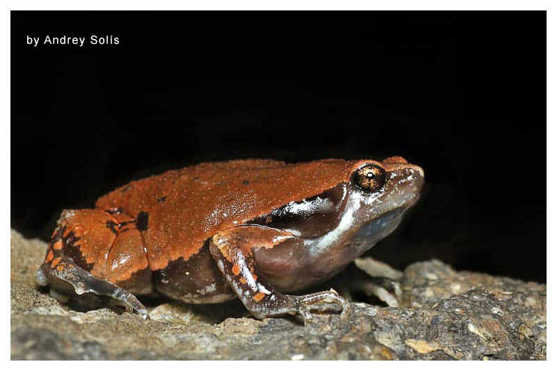 Hypopachus variolosus